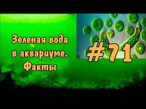 #71 Мутная (зеленая) вода в аквариуме. Эвглена. Murky (green) water in the aquarium.