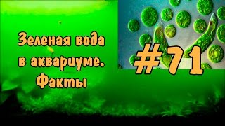 видео Зеленая вода в аквариуме. Почему зеленеет вода в аквариуме?  [#Зеленая вода в аквариуме]