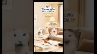 CAT MEMES 🐱When your sibling leaves for college #catmemes #relatable #relationship