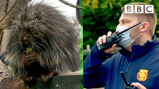 Spud the porcupine goes missing 🕵🏻‍♀️ BBC