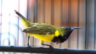 2 DETIK SAJA SOGON TROTOL EMOSI LANGSUNG NGKLEPER, PANCINGAN BURUNG SOGON NEMBAK  FULL ISIAN