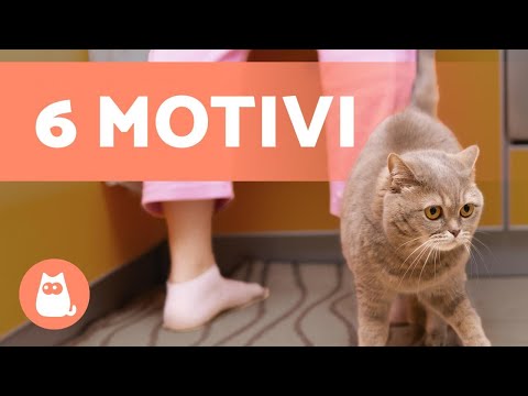 Video: Perché il mio gatto mi segue ovunque?