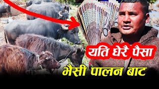 घरमै भैंसी पालेर महिनाको २ लाख आम्दानी Bhaisi Farm Rukumkot Rukum Rebanta Malla