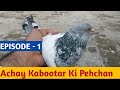 Nasli kabootar ki phchan by hashim mahmood  episode 1