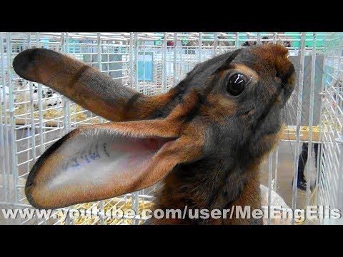 Video: Cashmere Lop