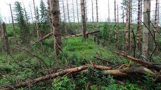 Harz - Oberer Hutthaler Teichdamm 2/2