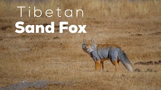 Tibetan Sand Fox: The Highland Hunter