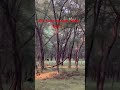 #travel #tiger #tigersafariindia #bear #ranthambore #nationalpark
