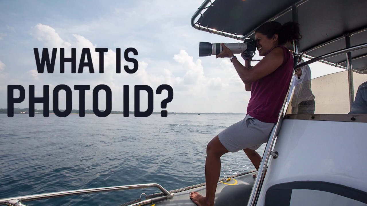 What Is Photo Identification YouTube What Is Photo Identification YouTube