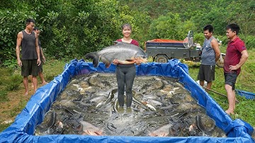 Drag The Net To Catch Many Big Fish In The Lake - Use Truck Transport Big Fish Go To Sell