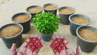 زراعة الفلفل الحار بالبذرة في المنزل اضافة الي تفريد الشتلات