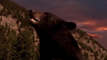 Why Do Bears Hibernate? | Big Sky Bears | BBC Earth