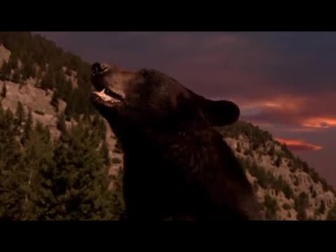 تصویری: خرس ها چه زمانی به خواب زمستانی می روند؟