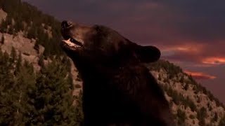 Why bears hibernate | Big Sky Bears | BBC