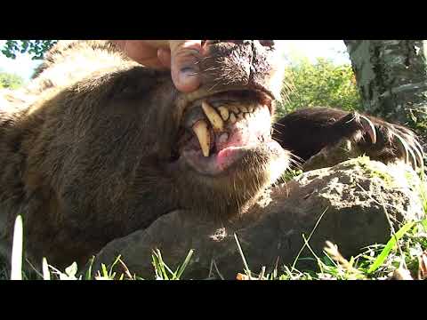 Видео: Как се движи мечката