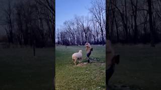 Chaos Every Night #farmlife #farmmom #backyardfarm