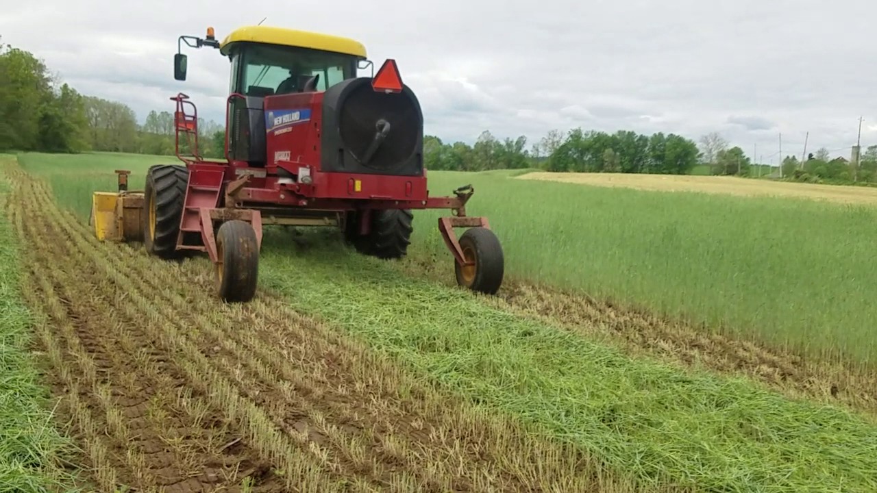 New Holland self-propelled speedrower 200 May 3rd mowing Rye - YouTube