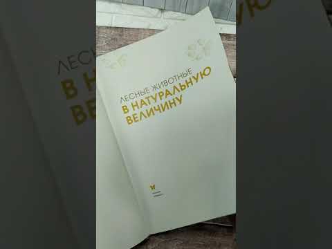 Лесные животные в натуральную величину