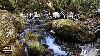 4K映像 ＋ 自然環境音   2月  岩苔と湧水の森   奥伊勢    八重谷湧水（やえたにゆうすい）