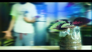 (Upstream Color Episode) The Orchleaf Parasite - Sci-Fi Short by  Sam Ben