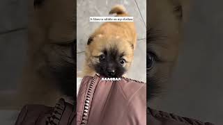 Щенок случайно нашел себе…🐶🚙 #животные #animals #зоопарк