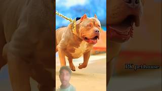 #pitbull#duniya#ki#sabse#poverfull#dogs#viral#shorts