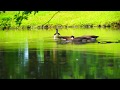 🦆 💦 DUCKS ON A LAKE sound - Relaxing nature in a park -  water sound - goose , pond duck swan bird