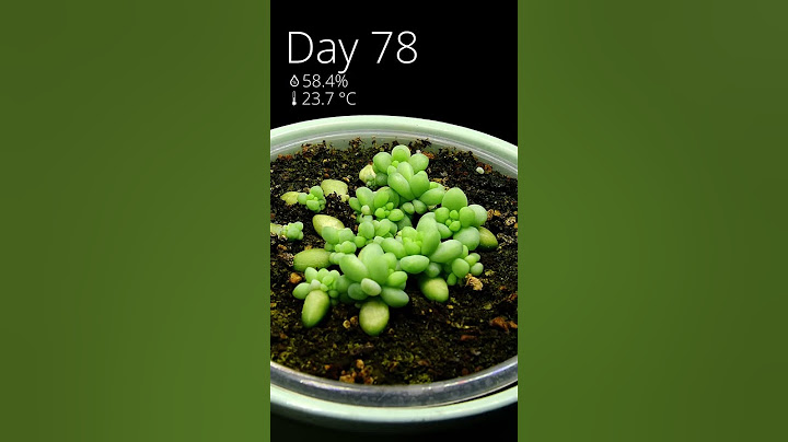 This I how I grew a burro's tail from leaves in #timelapse