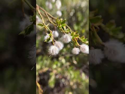 Video: Kako uzgajate kreozotni grm iz sjemena?