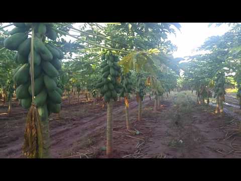 Vídeo: Condições de cultivo de mamão - Onde e como cultivar uma árvore frutífera de mamão