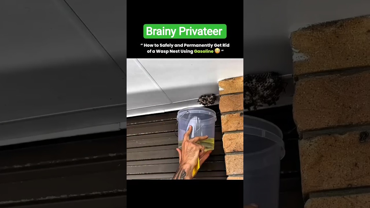 How safely Get Rid of wasp nest using Gasoline 