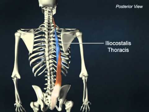 iliocostalis youtube
