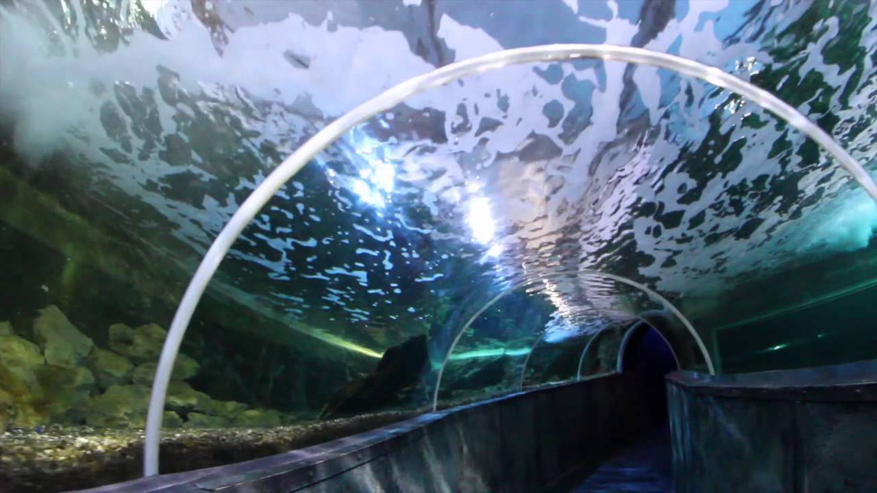 Sharks Aquarium Touraine YouTube