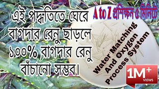 how to give baby shrimp in water | উন্নত পদ্ধতিতে বাগদার রেনু ছাড়ার নিয়ম
