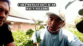 Penyakit Bercak, Busuk Daun Tanaman SELEDRI