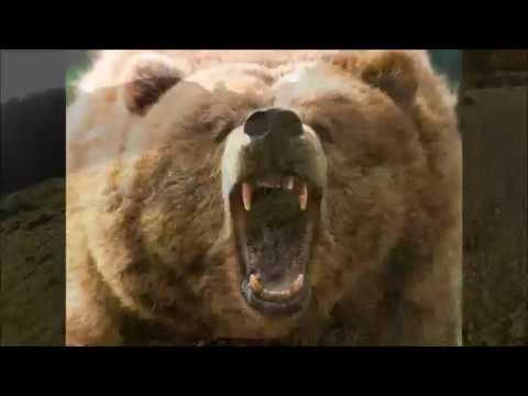 Video: Misticismul și Cultul Ursului - Vedere Alternativă
