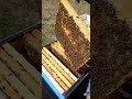 Изоляция маток проверка на свищевые маточники и проверка медовых запасов в зиму...