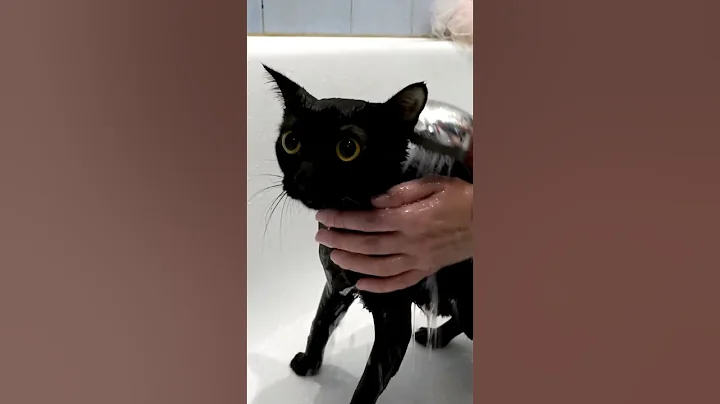 Watch the video about Kitten's Hilarious Bath Time Protest #cutecats #cat #cute #kitten #kitty #cuteanimals #cutepets