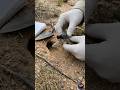 We Put a Camera on a Snake — This Is What It Saw #snake #snakepov #viralvideo