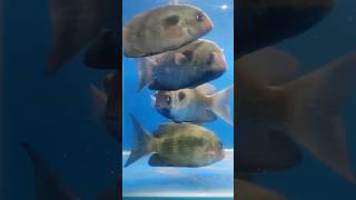 Fish Aquarium #fish #aquarium #shorts #video #4kviral #shortsfeed #ytshorts #fishingvideo