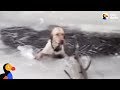 Dog Stuck In Icy Lake Cries To Rescuers For Help | The Dodo