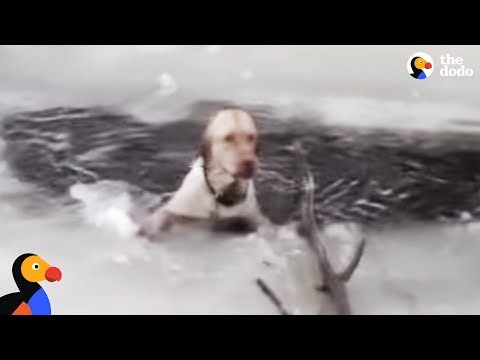 Video: Pet Scoop: Reddingshund lagret fra Frigid Lake, NIH å trekke tilbake de siste 50 forskningssjimpene