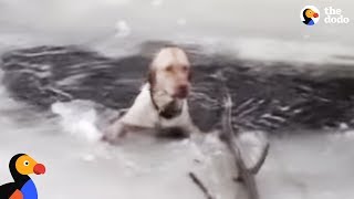 Dog Stuck In Icy Lake Cries To Rescuers For Help | The Dodo