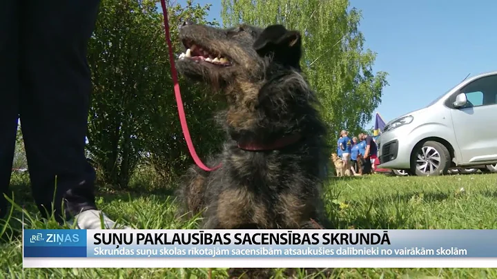 ReTV: Viena komanda ar divām sirdīm - suņu paklausības sacensības Skrundā