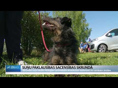 Video: Vidēji lieli suņi, kas nezāģē