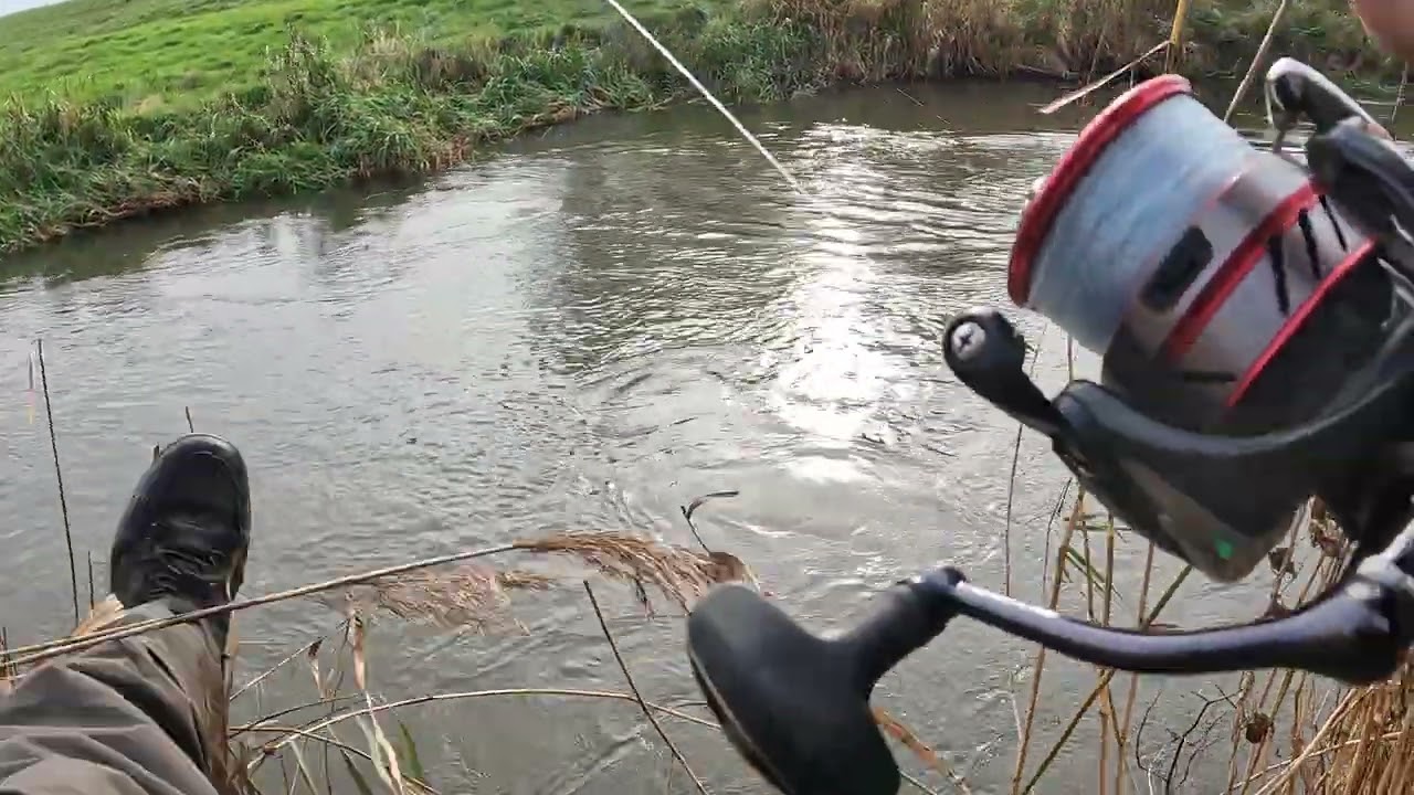 Vild dag i Ribe å fik 5 Havørreder og en laks på land. Fanget på Orm og bundsnøre. Fisk 5