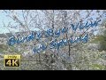 Birds Eye View Of Altrich In Spring Germany 4K Travel Channel Birds Eye View Of Altrich In Spring Germany 4K Travel Channel