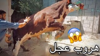 هروب أقوى عجل مجنون داخل محافظة خانيونس