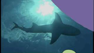 Shellterseas Introduction