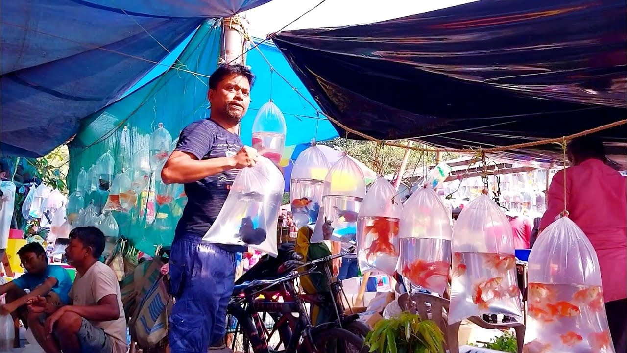 galiff street fish market kolkata 28th may 2023 visit part 2 fish lover 2022 YouTube